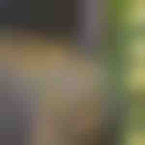 Lampki Solarne ze Sztucznymi Liśćmi Bluszczu (5 m) | LEAFGLO