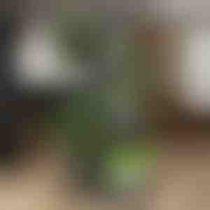 Stojak na Doniczki | POTSTAGE