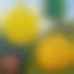 6-pak wiszących pułapek na muchy | BUGIORB