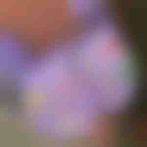 Świąteczne świecące zawieszki do butów (7 sztuk) | SHINETAGS