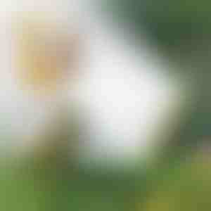 Zraszacz wielogłowicowy | SPRAYMASTER